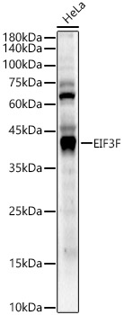 EIF3F antibody