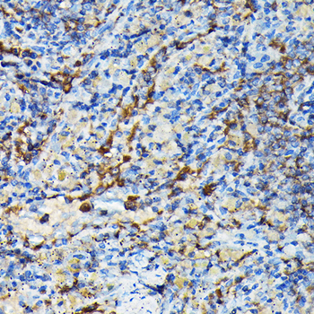 PRC1 antibody