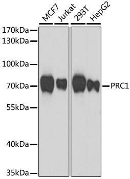 PRC1 antibody