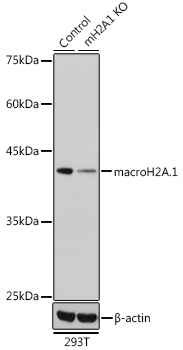 H2AFY antibody