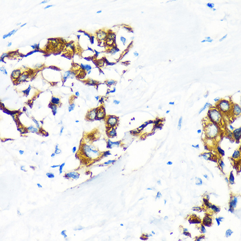 AGR2 antibody