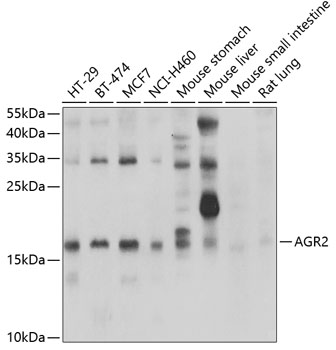 AGR2 antibody