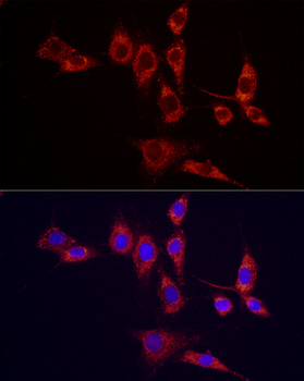 IDH2 antibody