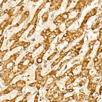 IDH2 antibody