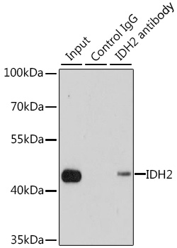 IDH2 antibody