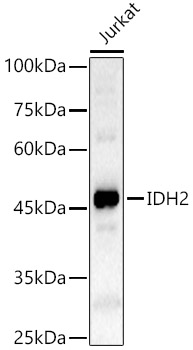 IDH2 antibody