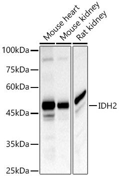 IDH2 antibody