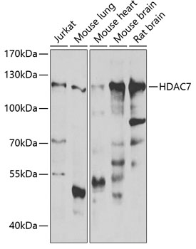 HDAC7 antibody