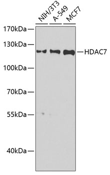 HDAC7 antibody