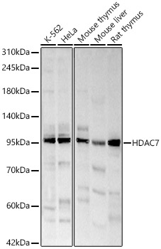 HDAC7 antibody