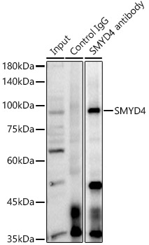 SMYD4 antibody