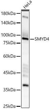 SMYD4 antibody