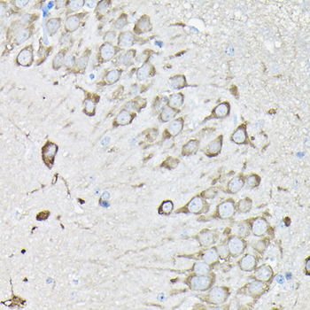 EEF1A2 antibody