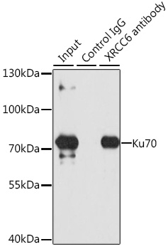 XRCC6 antibody