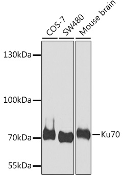 XRCC6 antibody