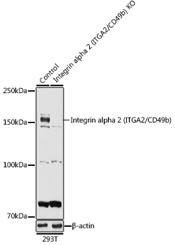 ITGA2 antibody