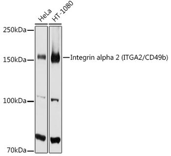 ITGA2 antibody