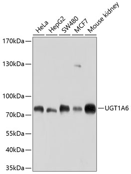 UGT1A6 antibody