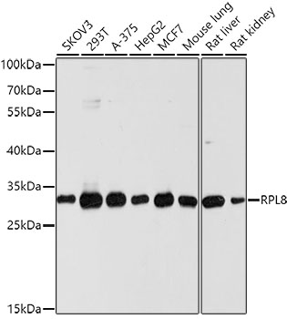 RPL8 antibody