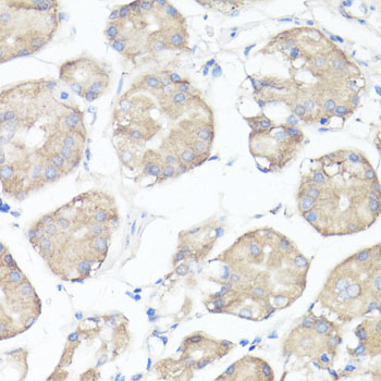 CLUH antibody