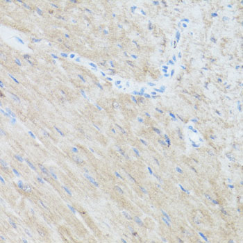 CLUH antibody