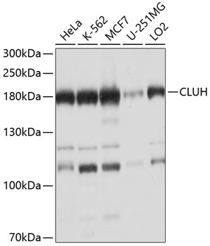 CLUH antibody