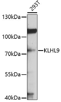 KLHL9 antibody