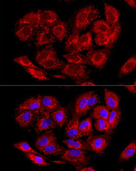 LRPPRC antibody