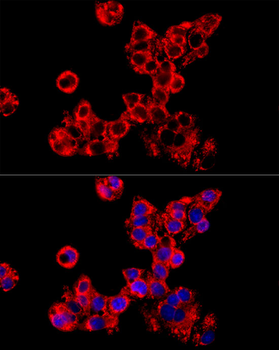 LRPPRC antibody