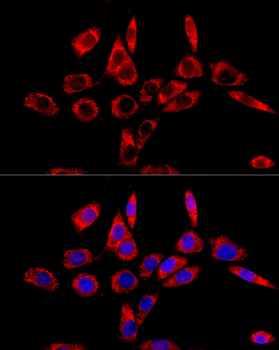 LRPPRC antibody