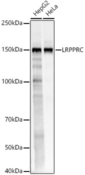 LRPPRC antibody