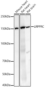 LRPPRC antibody