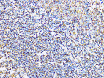 ACO2 antibody