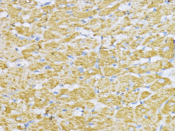 ACO2 antibody