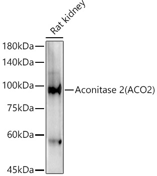 ACO2 antibody