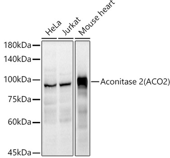 ACO2 antibody