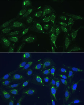 COX6A1 antibody