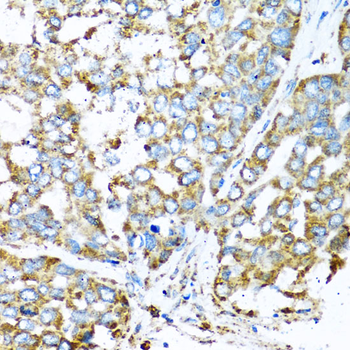 COX6A1 antibody