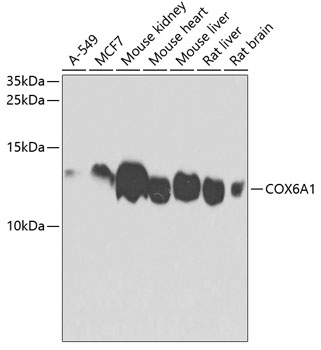 COX6A1 antibody