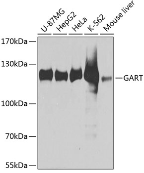 GART antibody