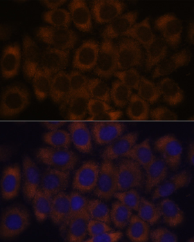 RPL23A antibody