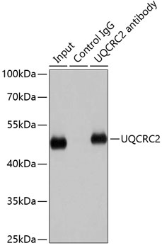 UQCRC2 antibody