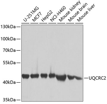 UQCRC2 antibody