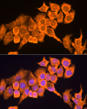 RPL23 antibody