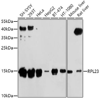 RPL23 antibody