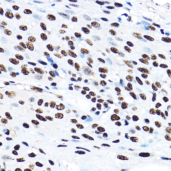 SF3A3 antibody