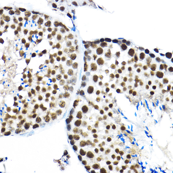 SF3A3 antibody