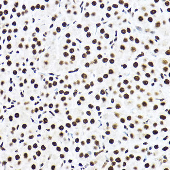 SF3A3 antibody