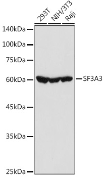 SF3A3 antibody