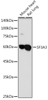 SF3A3 antibody